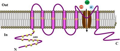 Transient Receptor Potential Ankyrin Type-1 Channels as a Potential Target for the Treatment of Cardiovascular Diseases